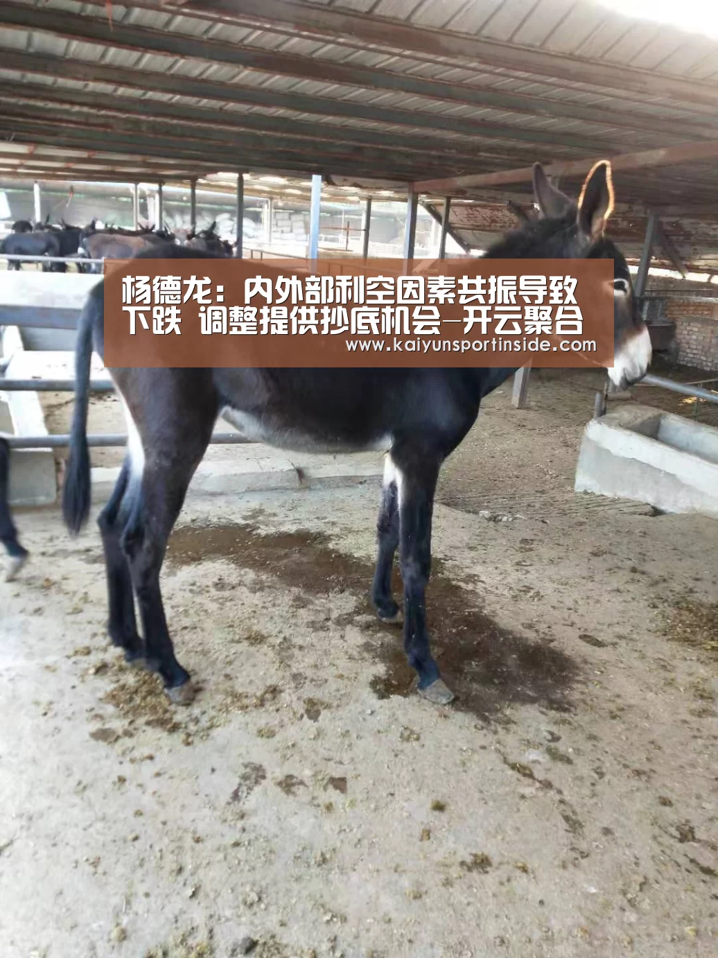 开云聚合